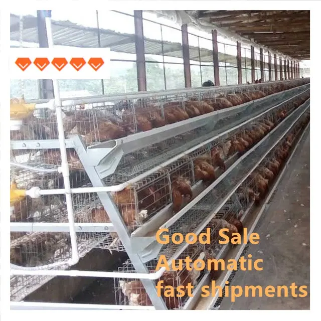 Equipo de granja avícola, jaula de capas de pollo, 96.128.160, gran oferta