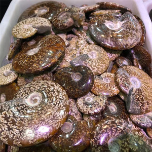 Ammonitores naturales de caracol, conchas de fósil, especímenes minerales, piedra curativa, fósil de cristal para adornos para el hogar, venta al por mayor - Product Image 6