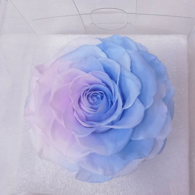 Lilac blue