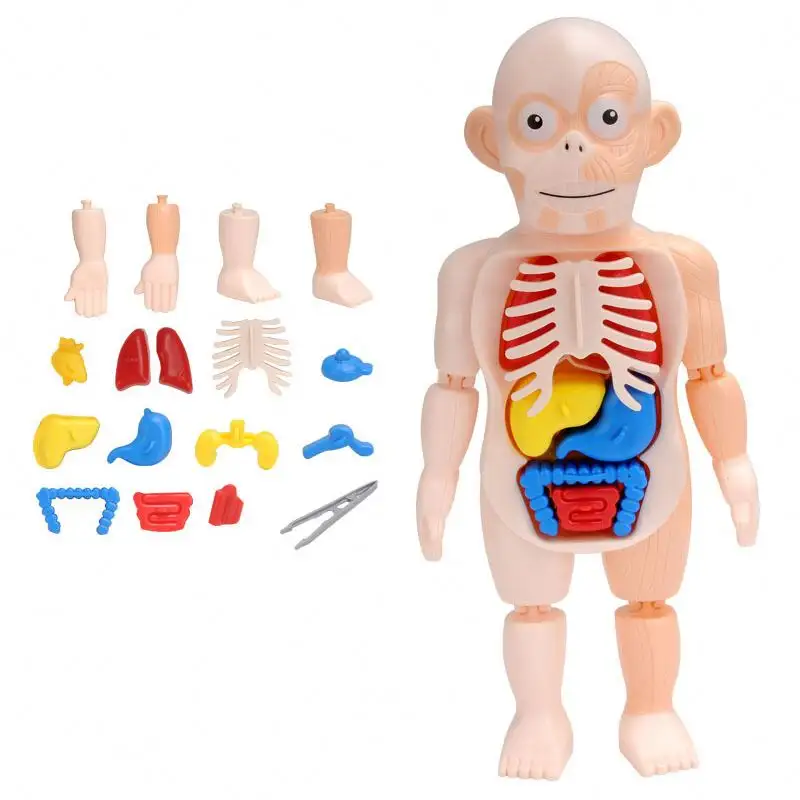Juguete Montessori en 3D para niños, juguete de aprendizaje de órganos humanos, ensamblaje de aprendizaje