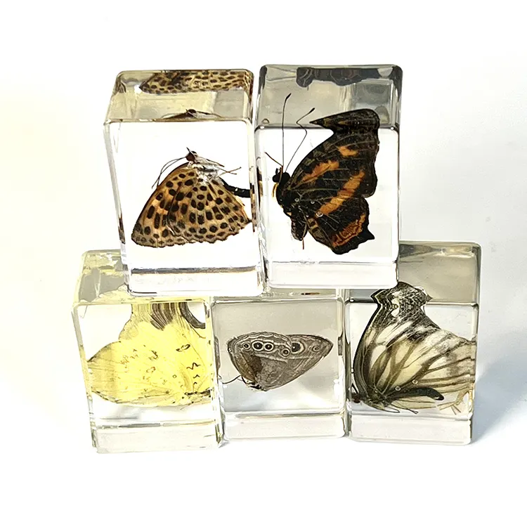 Farfalla campione resina artigianato insetto insetto reale resina artigianato ambra artigianato fermacarte cristallo acrilico