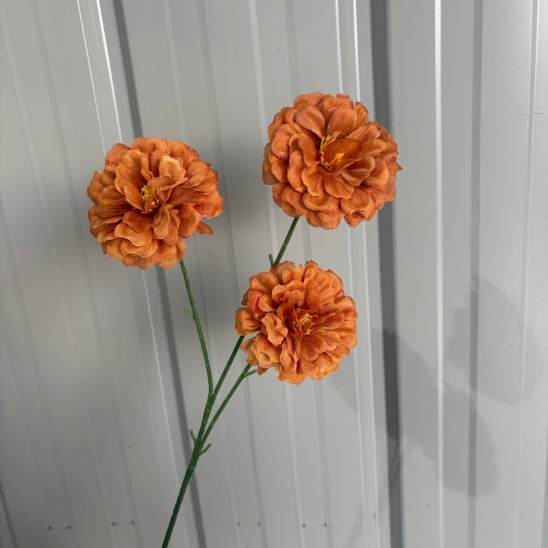 Hibiscus à trois têtes