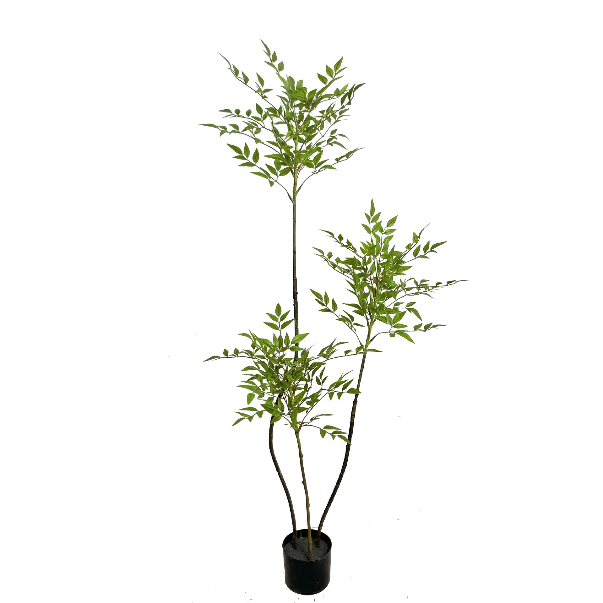 Nuevo nantianzhu verde-150cm