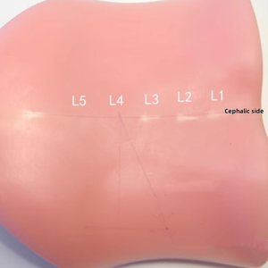 Transforaminal Endoscope Simulation <strong>Human</strong> <strong>Back</strong> Model TESSYS Model Lumbar Disc Herniation Training Model - Product Image 6