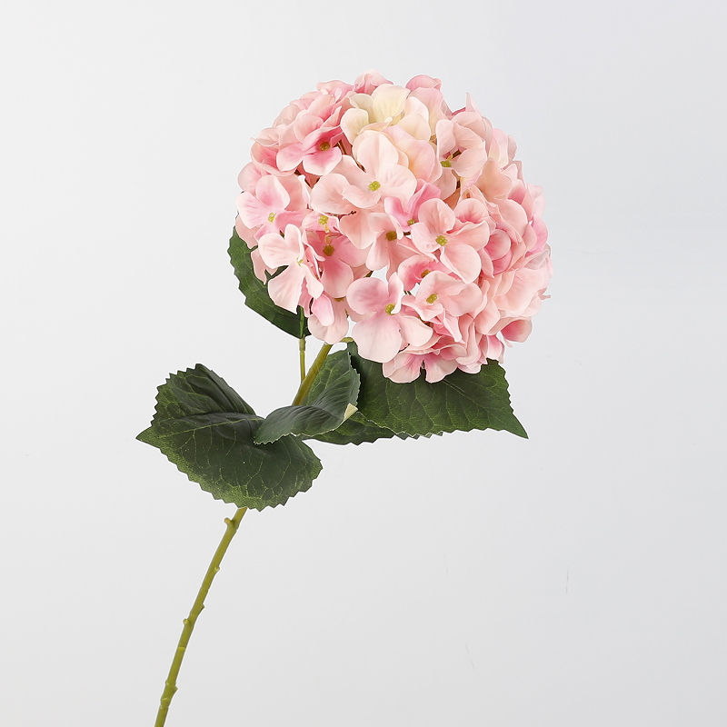 สีชมพูอ่อน