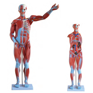 Medical Science Educational Teaching 80CM <strong>Human</strong> Male Muscle Model 27 Parts <strong>Human</strong> Bone Anatomy Model - Product Image 2