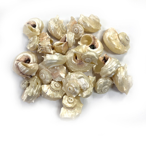 Satılık dekoratif doğal deniz kabuğu kabuklu kabukları spiral kabuk - Product Image 5