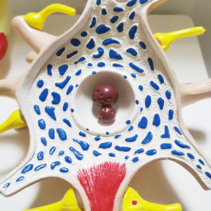 Tıp bilimi anatomik genişlemiş insan motoru neuron modeli öğretim için - Product Image 3
