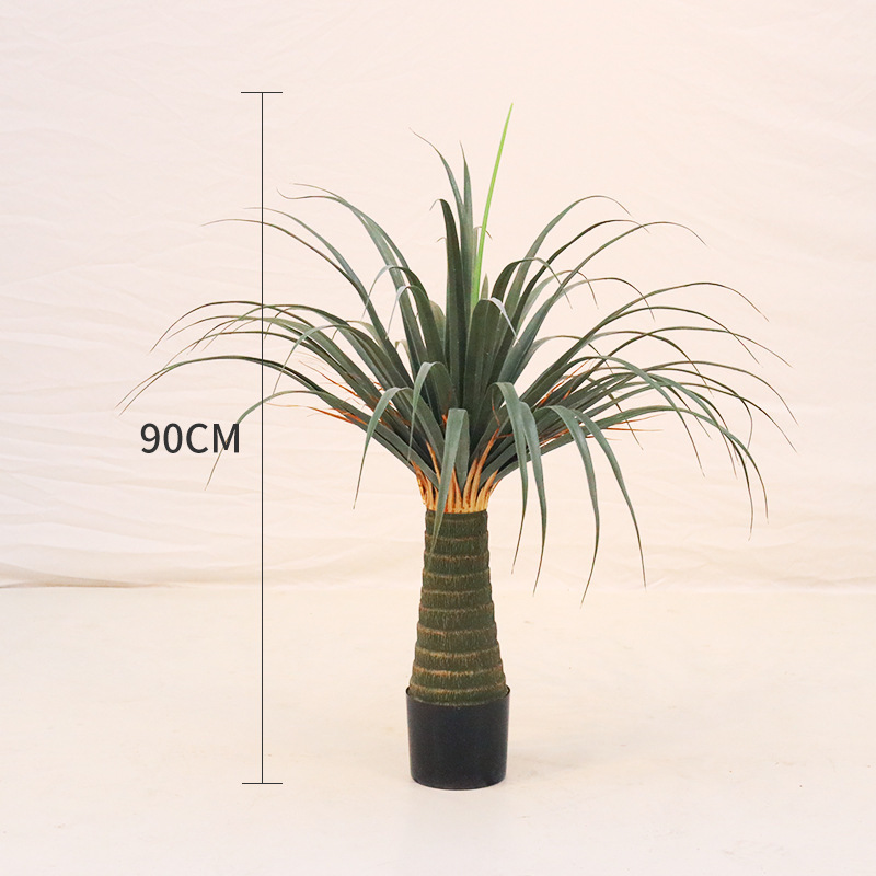 Dragon Blood Tree (90 cm, livré avec base noire)