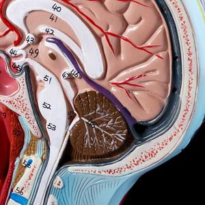 Insan kafası boyun anatomik Model anatomisi yay düzlemi yüzeysel kas sinir modeli kas-iskelet anatomisi Model beyin - Product Image 6