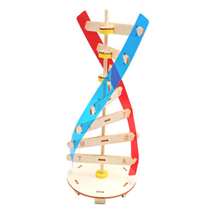 Küçük DIY İnsan gen DNA çift sarmal modeli için biyolojik bilim deneyleri ahşap teknoloji bilim öğretim yardımcıları için - Product Image 2