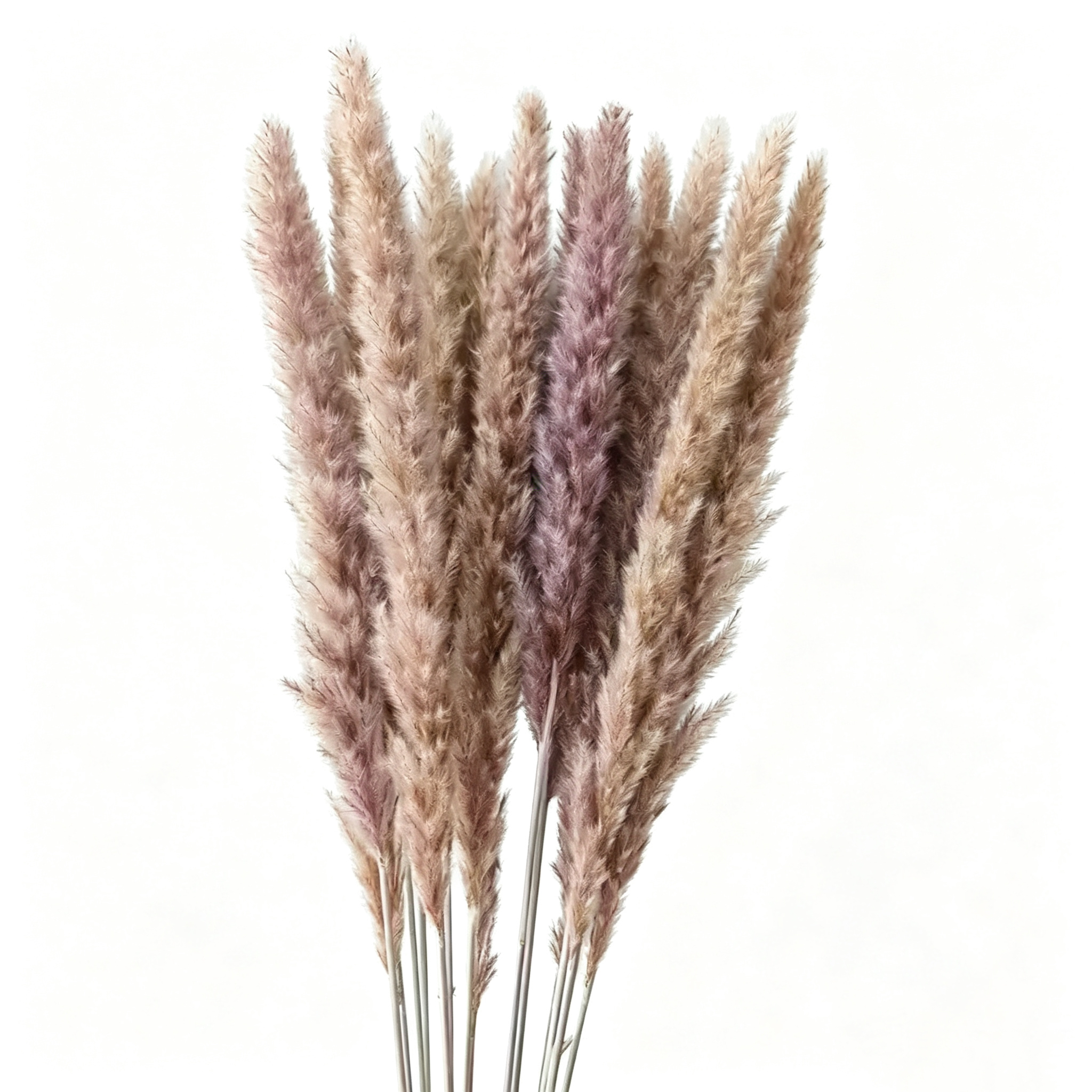marron d'origine