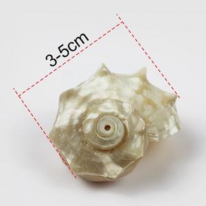 Conchiglie naturali lucidate conchiglie grandi acquario paesaggistica mare conchiglie Decorative copertura mediterranea del granchio eremita - Product Image 2