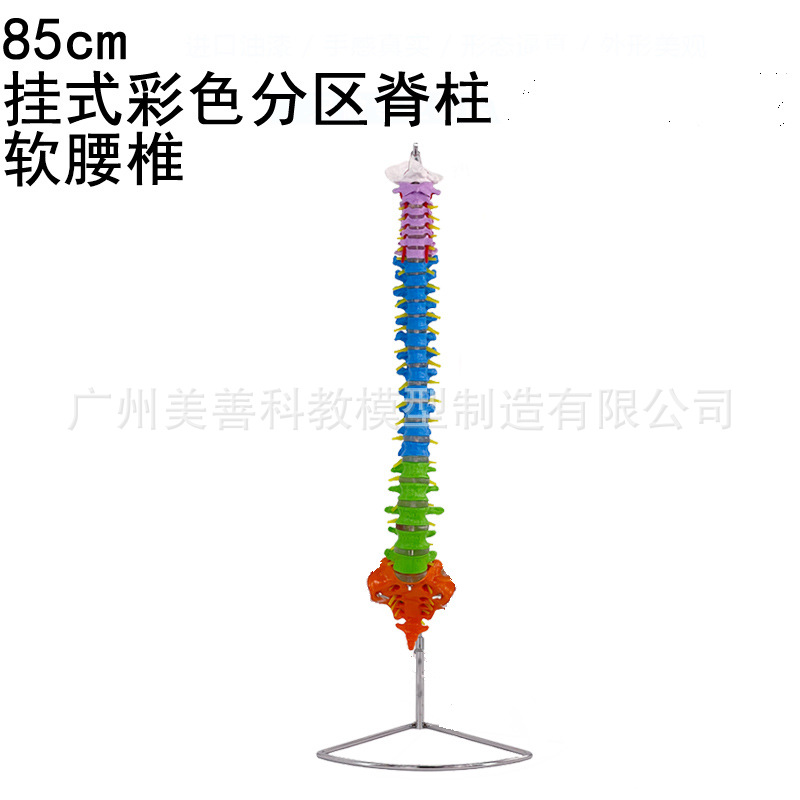Colonne vertébrale colorée de 80 cm sans bassin