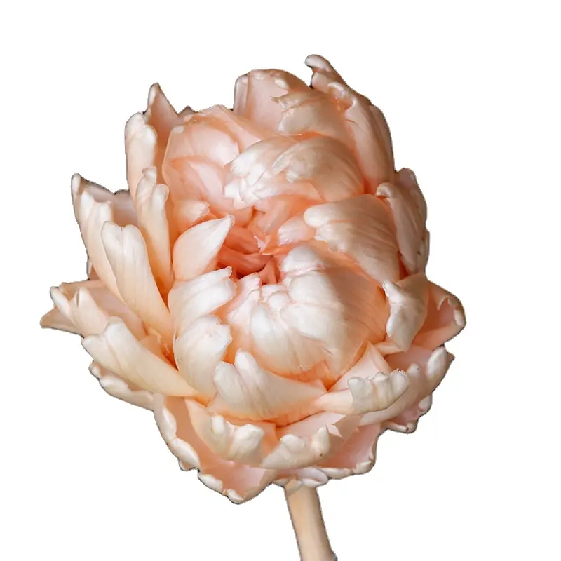 도매 고품질 도매 홈 웨딩 장식 말린 꽃 흰색 연꽃 Cynara scolymus 보존 된 글로브 아티 초크