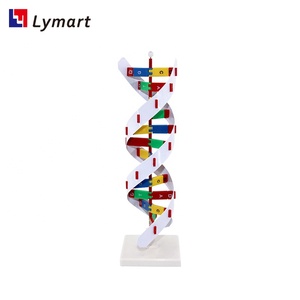 Modelo de estructura de dna de plástico ligero, 3d, duradero - Product Image 5