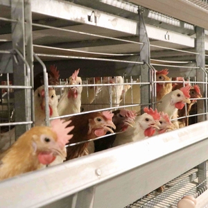 Büyük yumurta döşeme işlemleri için fabrika toptan H tipi katman pil tavuk kafesi - Product Image 3