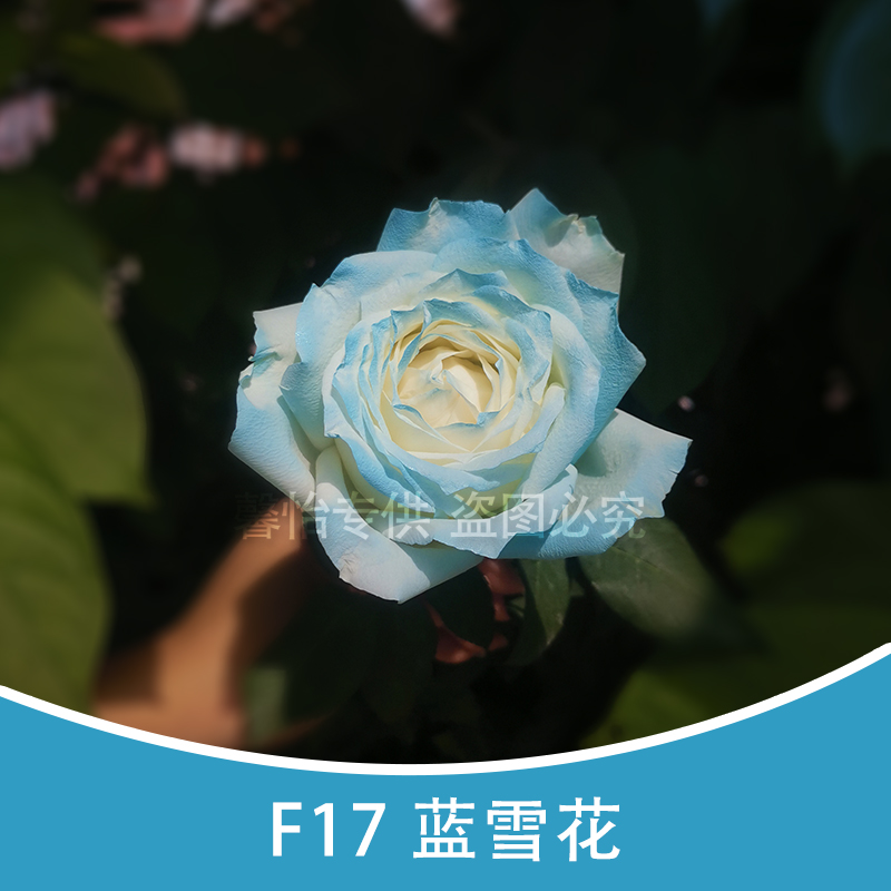 F17 Deep Water Blue