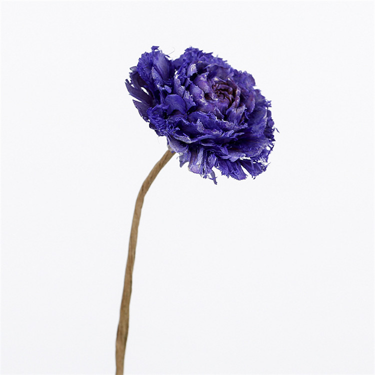 Pourpre