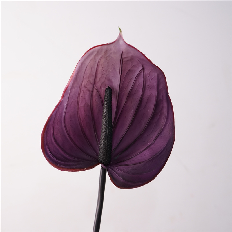 Anthurium violet à gomme tendre