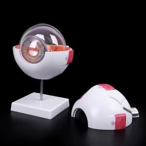 Bilim eğitimi için SCIENSMED 6X genişlemiş insan gözü anatomik modeli öğrenciler çalışma ekran tıbbi öğretim - Product Image 5