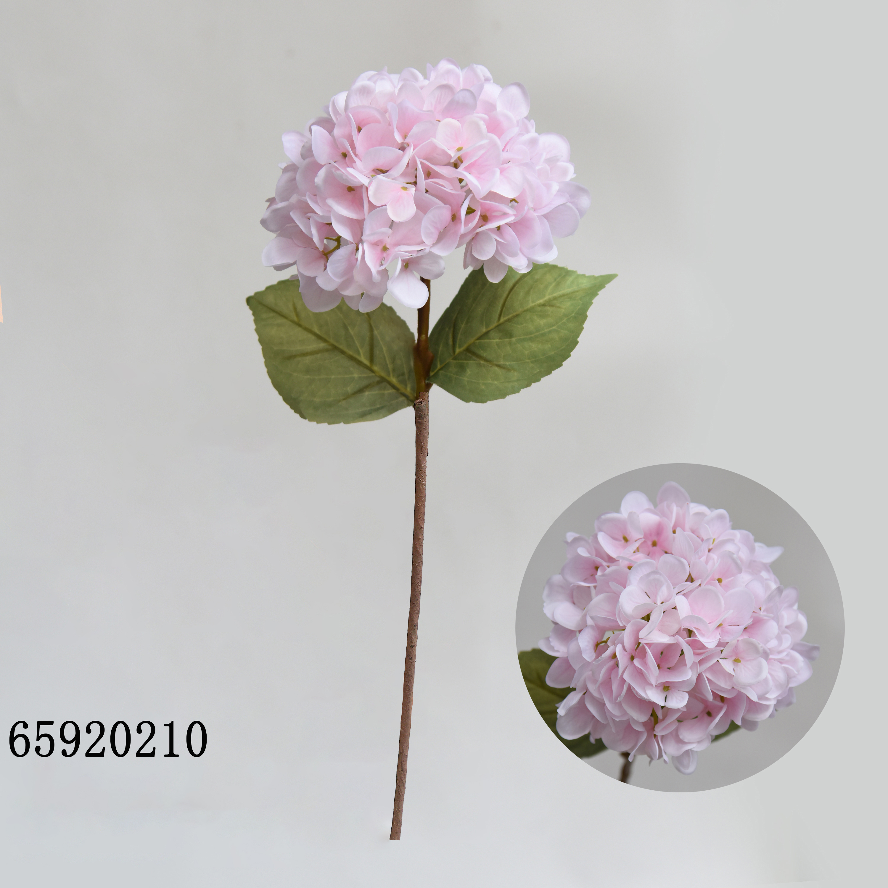 Rose210