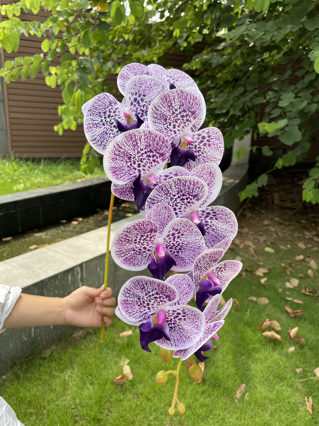 #5 Lotus Purple
