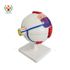 SY-N023 öğretim kaynakları tıp bilimleri İnsan göz küresi modeli 3D İnsan anatomik göz küresi göz modeli için biyoloji - Product Image 4