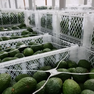 Cestas plegables de transporte Para frutas Y verduras cestas plegables de plastico Para aguacates - Product Image 6