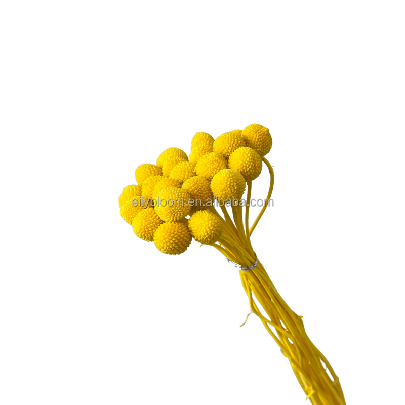 Giallo