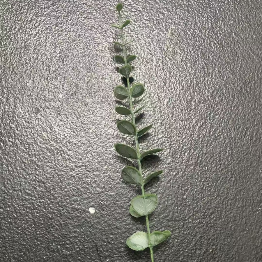 Eucalyptus 38cm