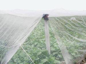 Farm Protection <span class=keywords><strong>Anti</strong></span>-Insekten-Landwirtschaft snetz