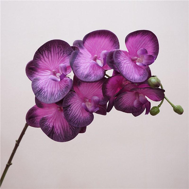 borde morado oscuro