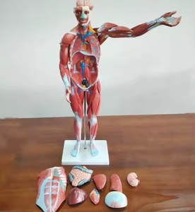 Medical <strong>Human</strong> Muscle Structure Tissue and Internal Organs Anatomical Model