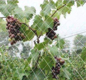 <strong>Trellis</strong> Plant Support <strong>Netting</strong> Cucumber Plant Support <strong>Net</strong> Agriculture Solutions <strong>Trellis</strong> Support <strong>Netting</strong> - Product Image 2