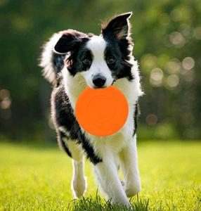 犬用耐久性のあるカスタムロゴトレーニングディスク非毒性ゴムペットインタラクティブ & 動きのおもちゃ敏捷性とフェッチプレイ - Product Image 6