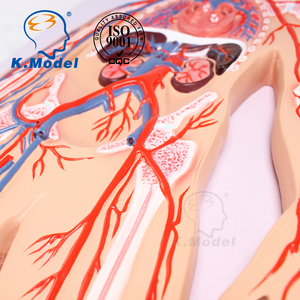 CBM-413D Medical Science Human Blood Circulation System Anatomy Model