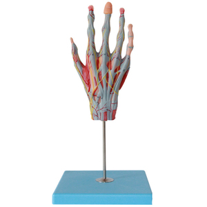 <strong>Human</strong> Palm Anatomy Model Hand Anatomy with Neurovascular Model 42 Parts Indicator - Product Image 1