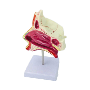 Okul kullanımı için Normal insan burun ve burun boşluğunun anatomik PVC tıbbi modeli - Product Image 1