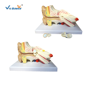 3-bölüm büyük boy PVC ve plastik insan kulağı 3D anatomik modeli tıp bilimleri için okullar ve hastaneler için - Product Image 1
