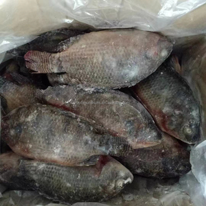 中国海鲜产品冷冻罗非鱼蒸汽鱼罗非鱼黑鱼