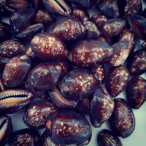 Hot Sale Polished Cowry Seashell Natural Cowrie <strong>Shells</strong> for DIY Crafts - Product Image 6