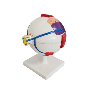 SY-N023 öğretim kaynakları tıp bilimleri İnsan göz küresi modeli 3D İnsan anatomik göz küresi göz modeli için biyoloji - Product Image 3
