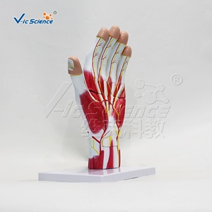 Palmar anatomisinin genişlemiş modeli bilim modelleri eğitim İnsan vücudu organı - Product Image 3
