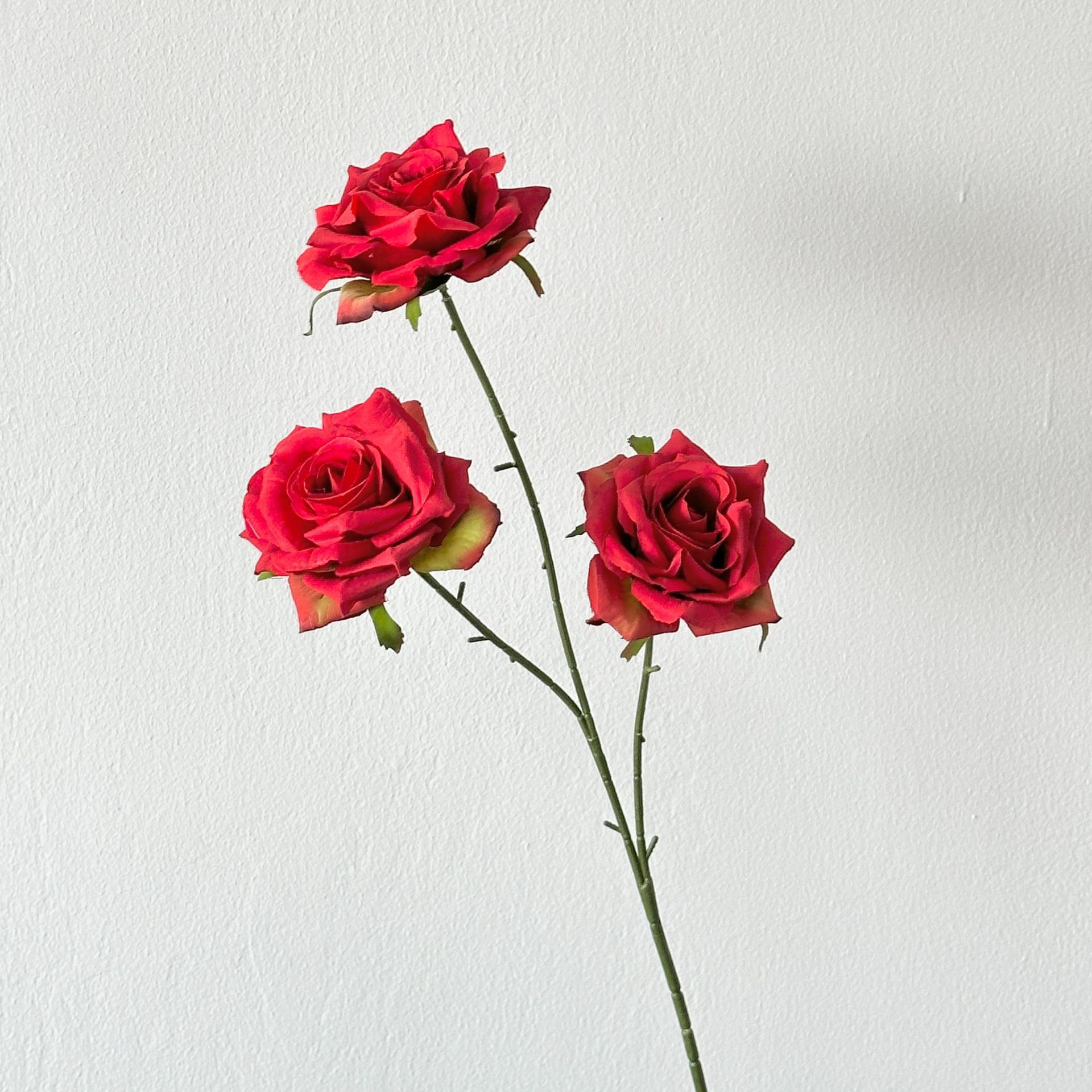Red three-headed camellia rose