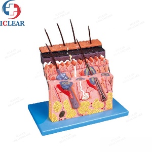 Medical <strong>Human</strong> 3D Skin Anatomy Model Training Skin Model - Product Image 5
