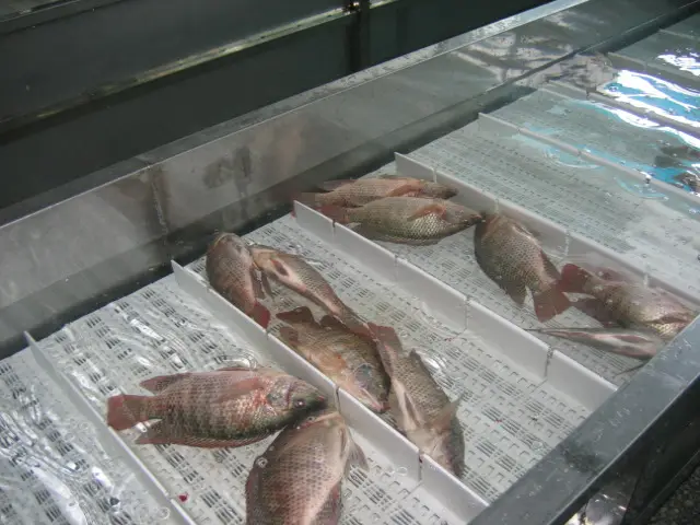 Fábrica de peixe de tilapia preta congelada de alta qualidade