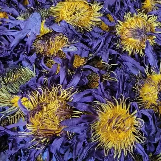 Fiori secchi naturali di alta qualità fiori di loto blu Chinses Lan lian hua flower per tè o decorazioni