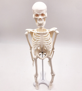 Gelsonlab HSBM-050 Mini <strong>Human</strong> Skeleton Model 45cm - Product Image 5