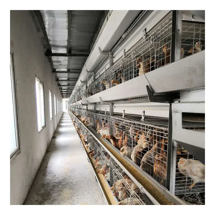 Sistema de equipo para gallinas ponedoras para granja avícola, jaula para pollos de madera multifuncional para 10000 pollos